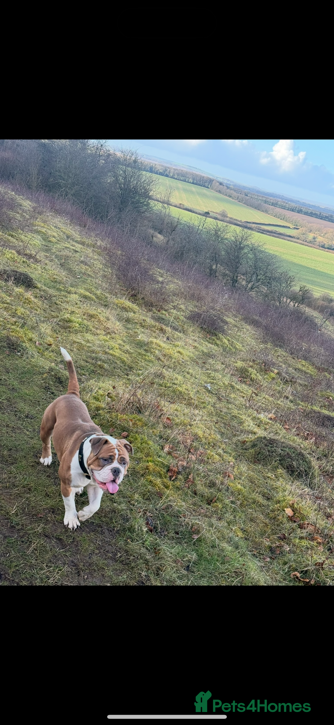 Dorset Olde Tyme Bulldogge dogs for sale: Bulldog puppy - Image 16