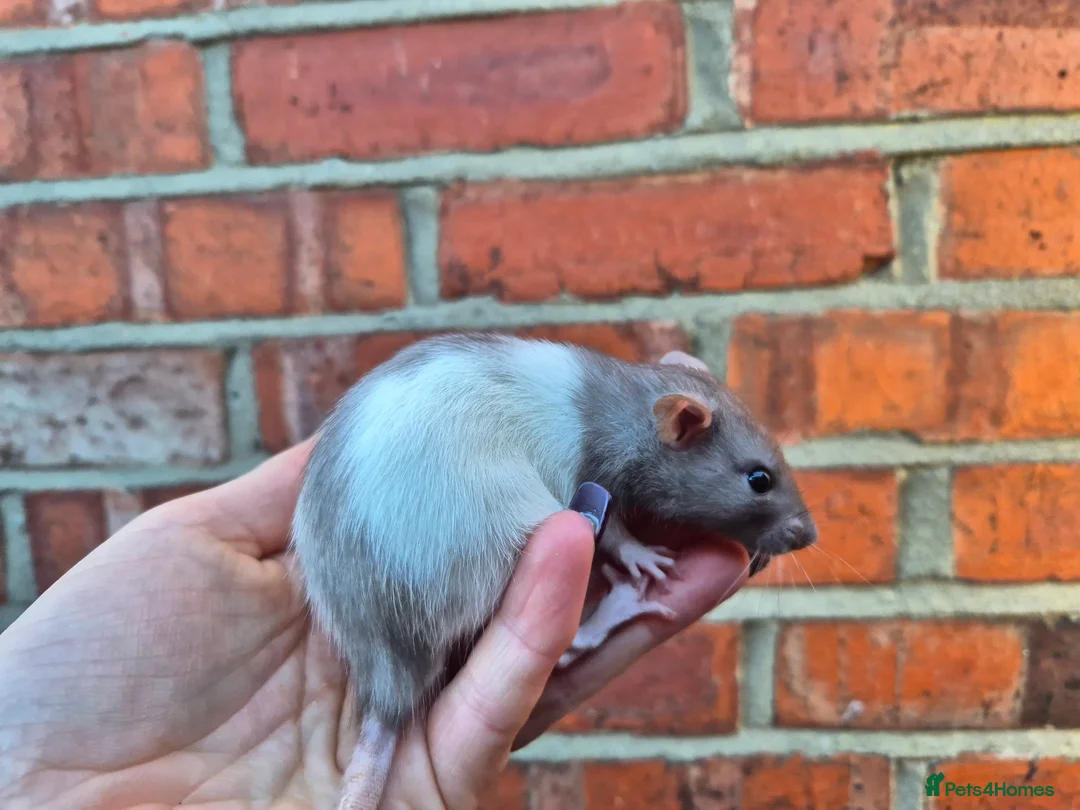 Rat rodents for sale: Male and female rats  - Advert 8