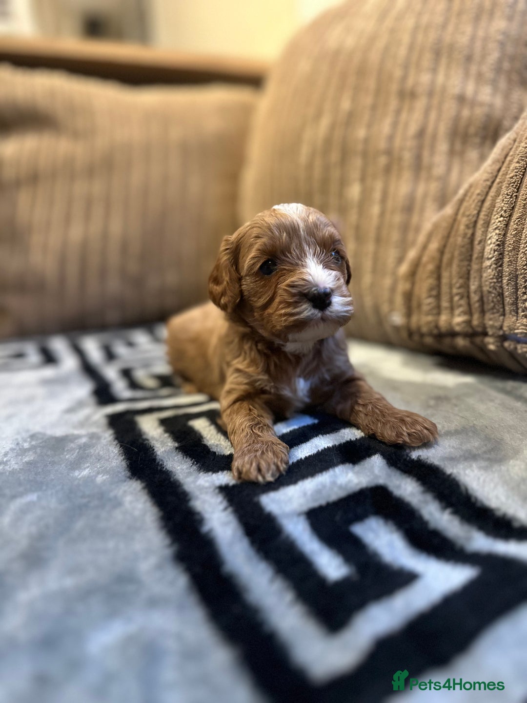 Cavapoo dogs for sale: 🐶 Beautiful Red Cavapoo Puppies – Ready November  - Image 16