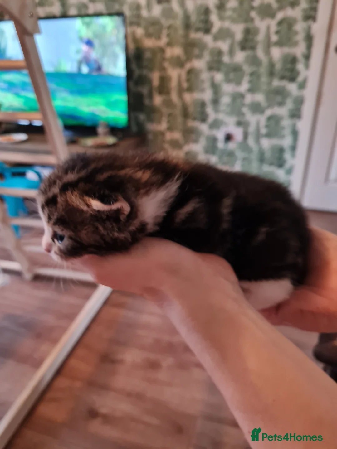 Mixed Breed cats for sale: Fluffy cute chunky kittens! - Advert 10