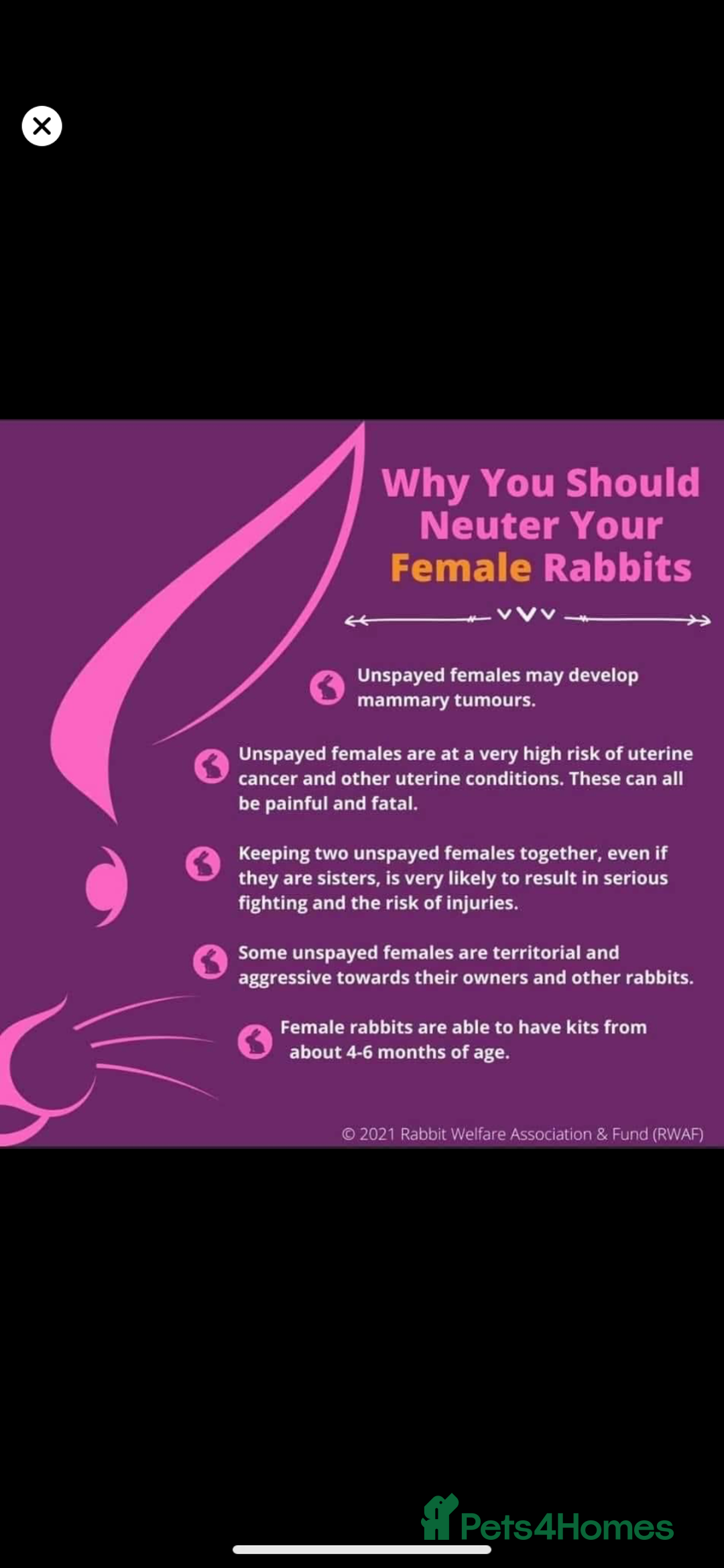 Mini Lop rabbits for sale:  Beautiful mini lop babies - Advert 11