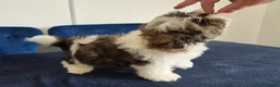 Shih Tzu dogs for sale: Shih Tzu - Advert 6