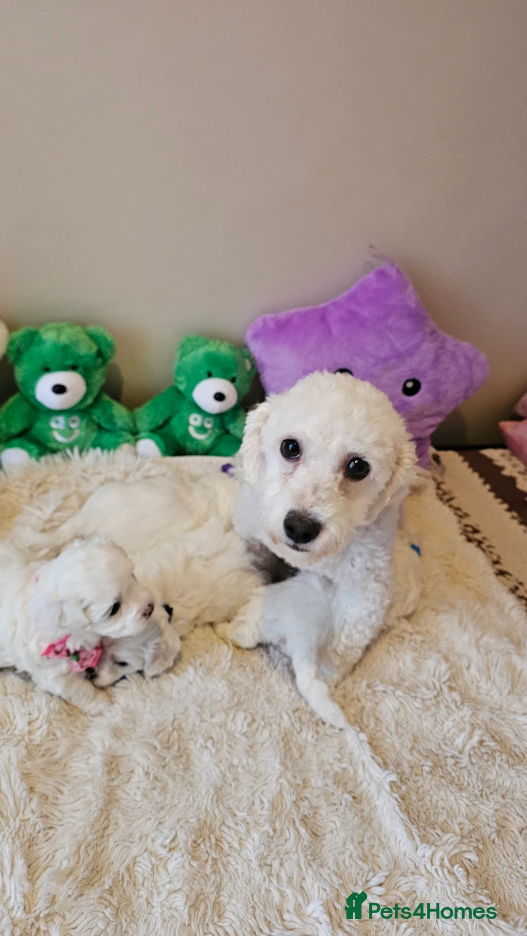Bichon Frise dogs for sale: ♥️Fluffy Bichon Frise puppies♥️ - Advert 7