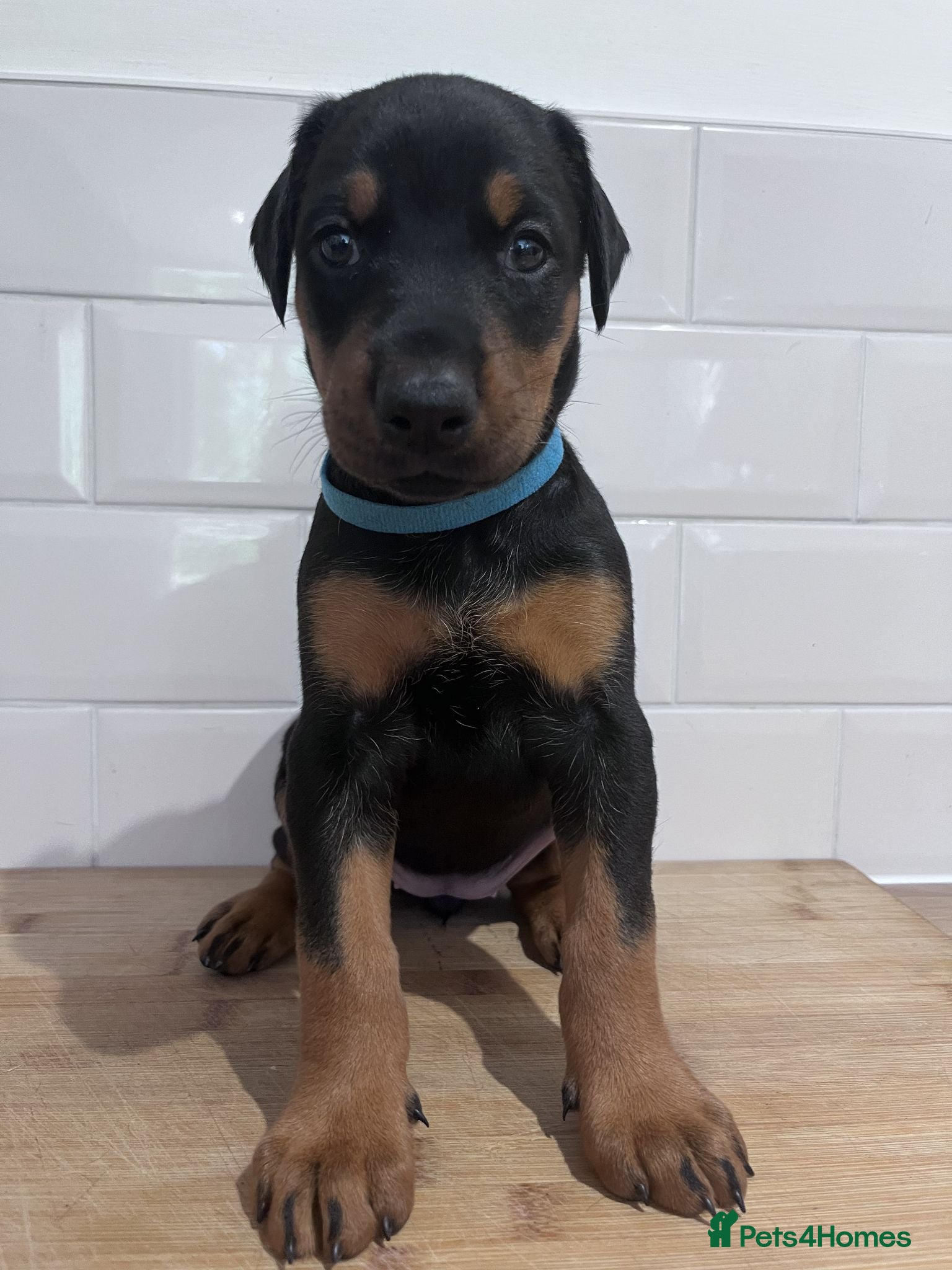 Dobermann dogs Naturally Bred Dobermann Puppies for Sale - Advert 2