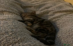 Mixed Breed cats for sale: Mollie and blackie  - Image 24