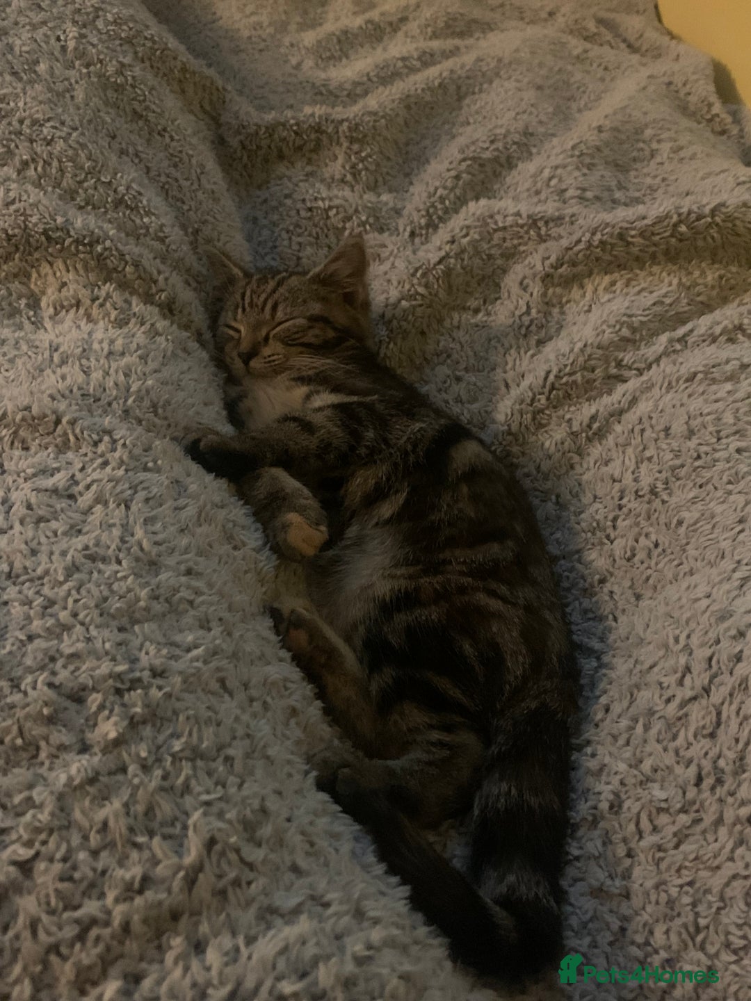 Mixed Breed cats for sale: Mollie and blackie  - Image 24
