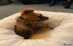 Chihuahua dogs for sale: Miniature long haired KC registered Chihuahua - Image 6