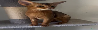 Abyssinian Kitten 2