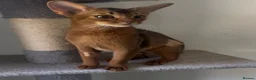 Abyssinian cats for sale: Beautiful Abyssinian cats - Advert 5
