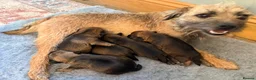 Border Terrier dogs for sale: * KC Registered Border Terrier Puppies *  - Advert 4