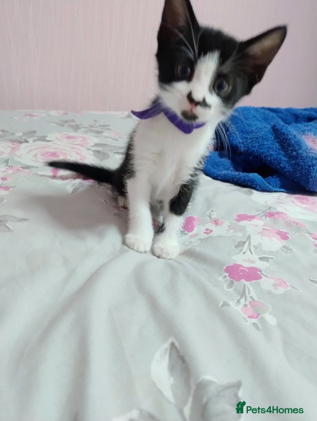 Mixed Breed cats for sale: Stunning kittens - Image 7