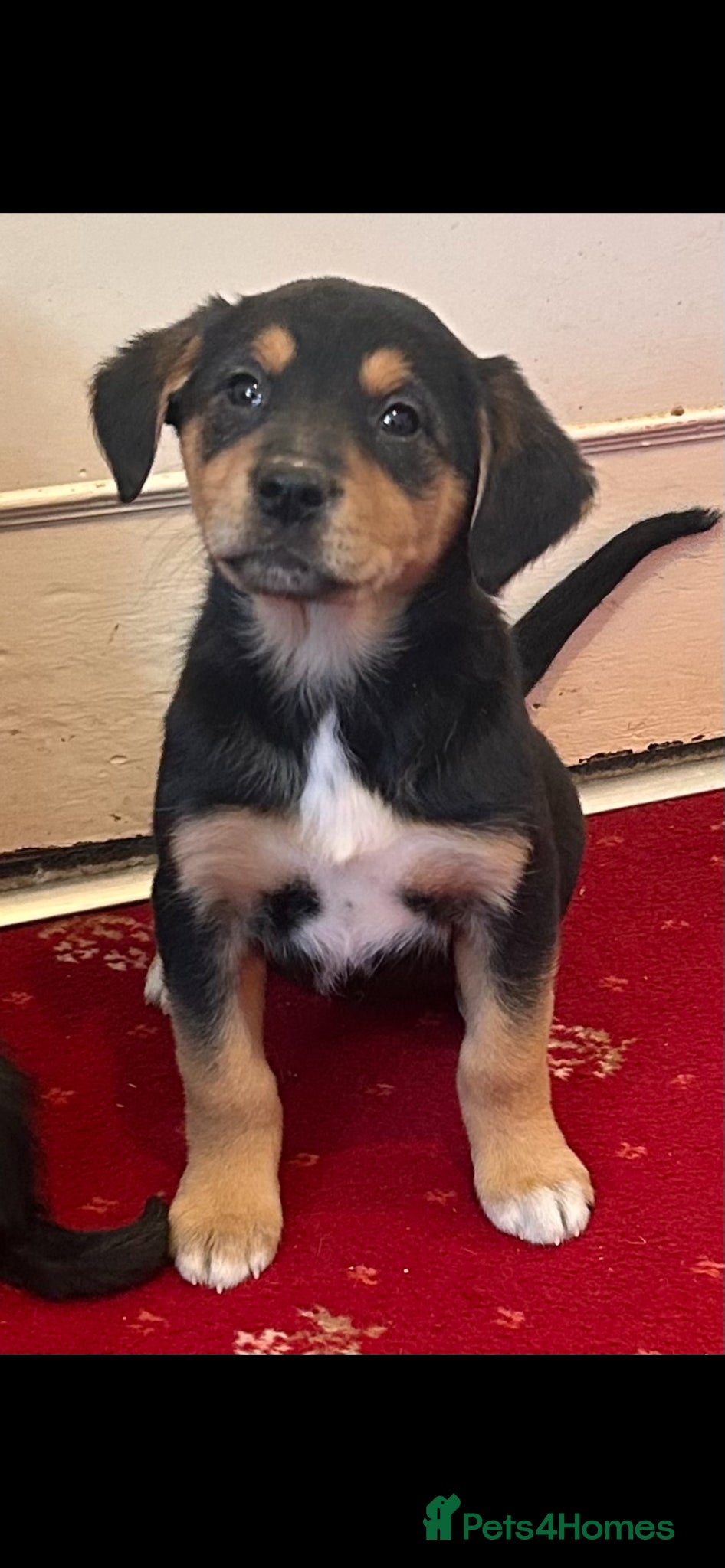 Mixed Breed dogs Border Collie x golden retriever  - Advert 3