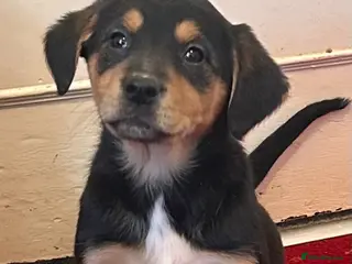 Mixed Breed dogs Border Collie x golden retriever - Advert 1