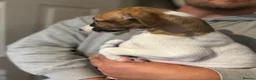 Whippet dogs for sale: KC registered Whippets health tested parents - Advert 25