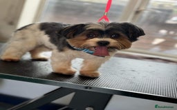 Biewer Terrier dogs for sale: 4 Biewer Terrier Puppies for Sale in Cheshire  - Image 17