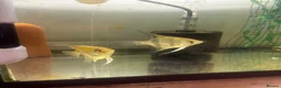 Angelfish fish for sale: Adults breeding pair and small babies for sale  - Advert 2