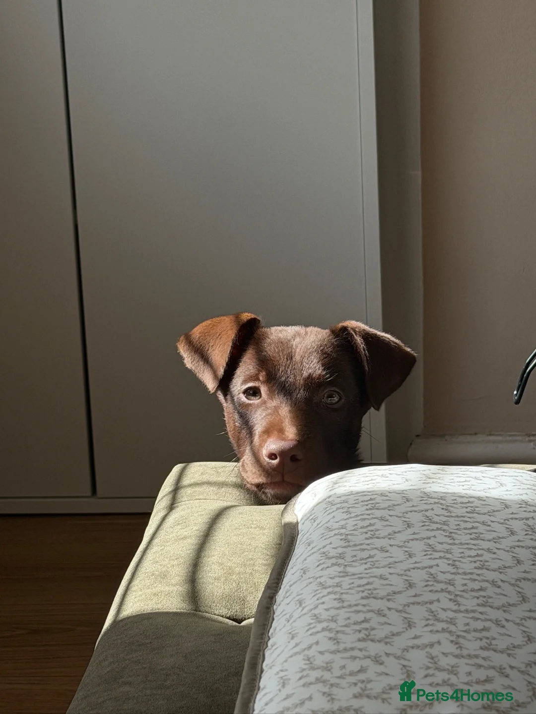 Mixed Breed dogs for sale: Doberman collie cross female  - Advert 5