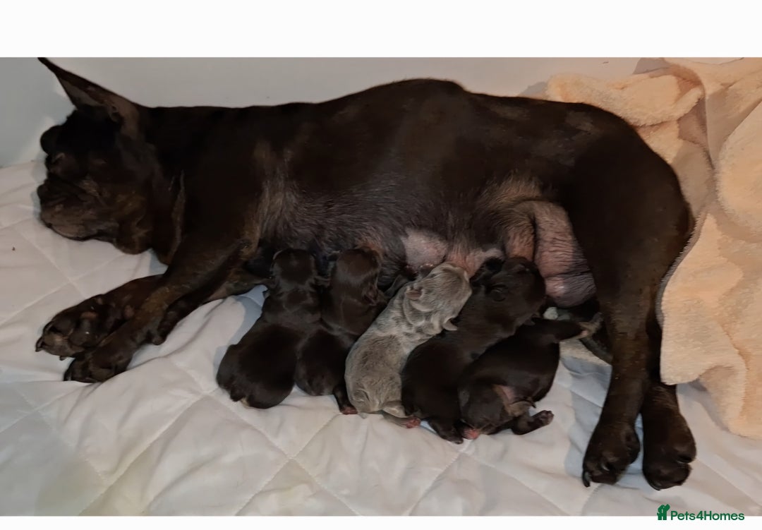 French Bulldog dogs for sale: Classic French Bulldog Puppies  - Image 15