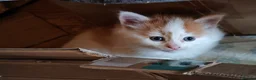 Mixed Breed cats for sale: 3 beautiful kittens  - Advert 3