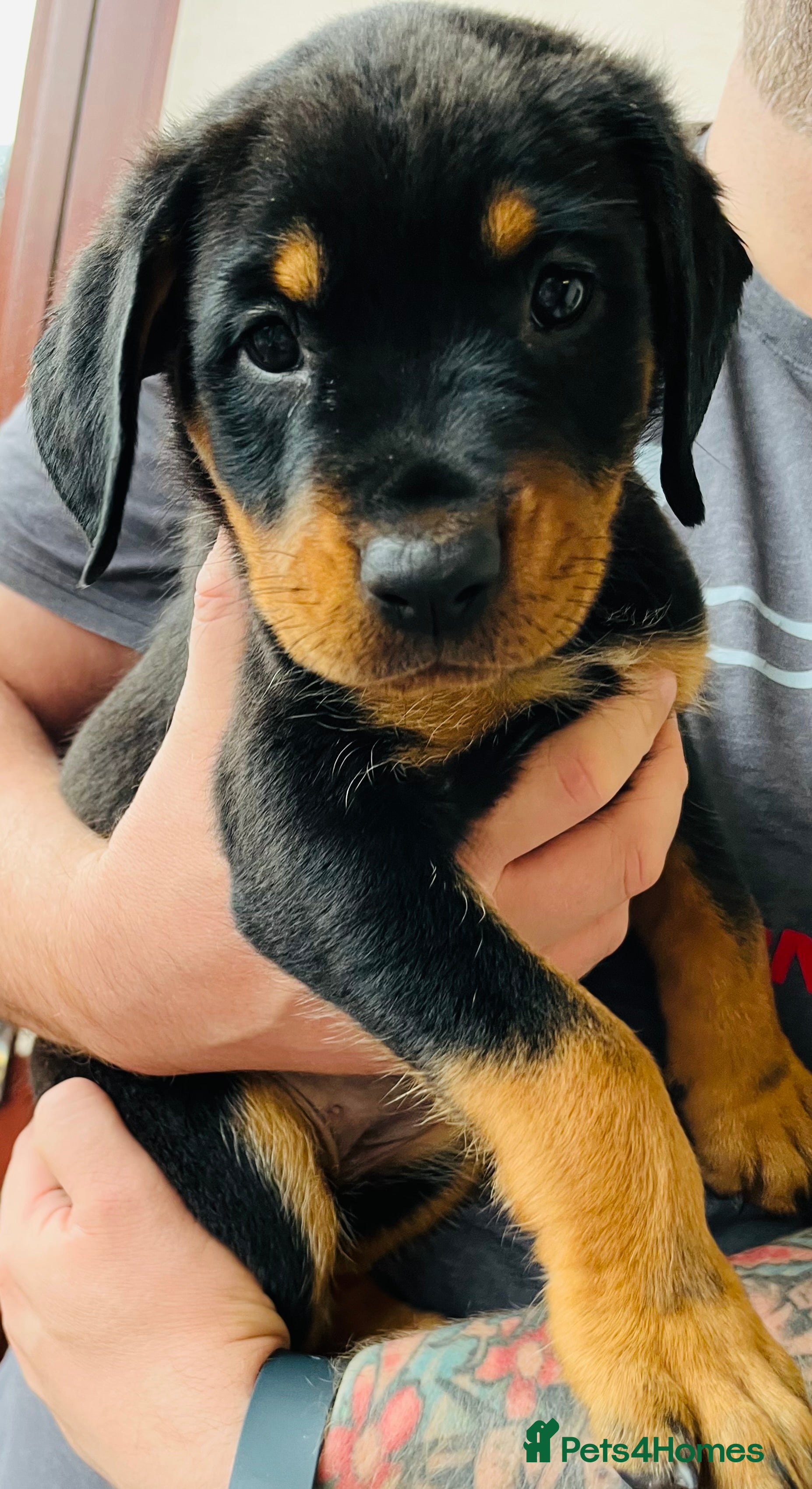 Mixed Breed dogs Rottweiler Doberman mix - Advert 2