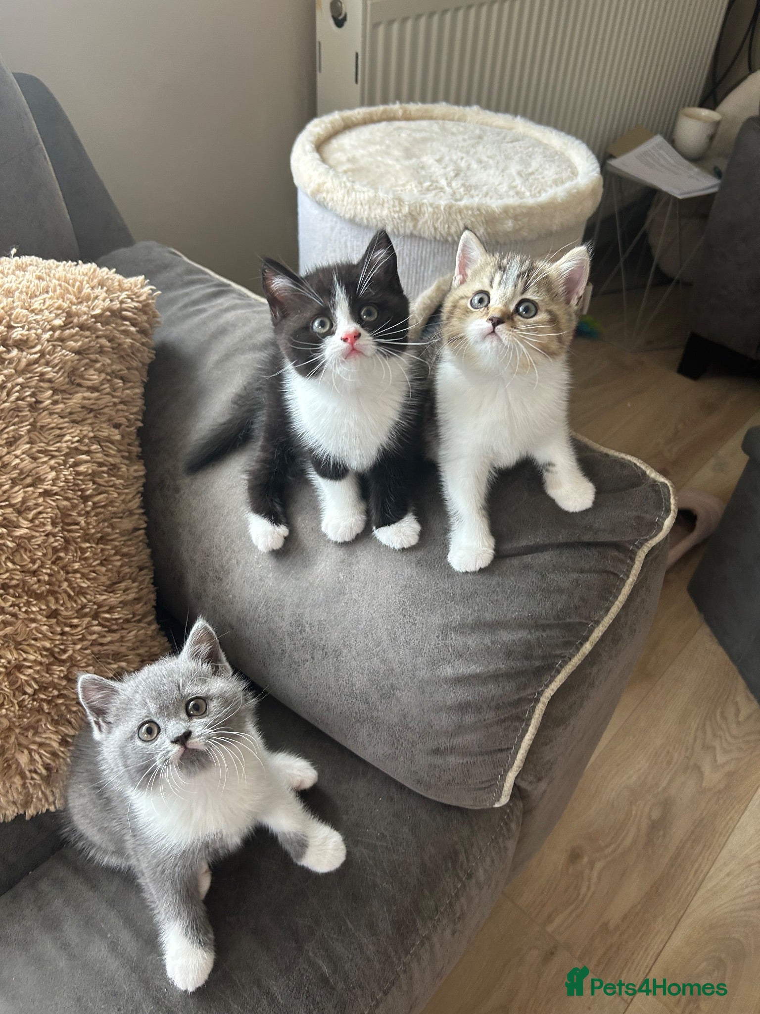 British Shorthair cats Cute BSH Kittens  - Advert 1