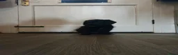 Mixed Breed dogs for sale: Shepradore Puppies - Advert 5
