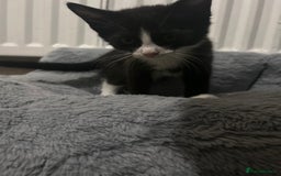 British Shorthair cats for sale: A black and white kitten  - Image 7