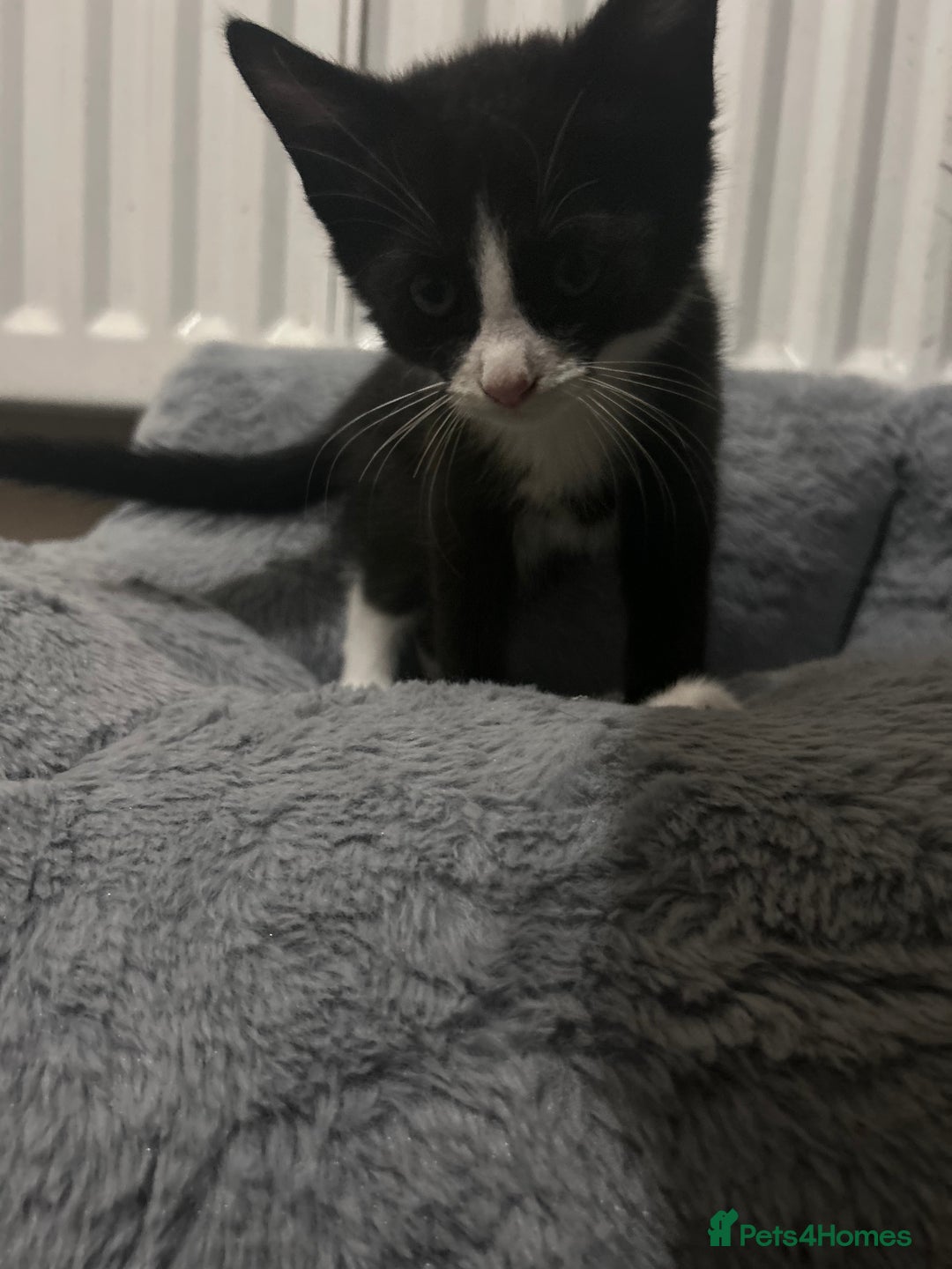 British Shorthair cats for sale: A black and white kitten  - Image 7