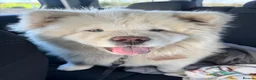 Chow Chow dogs for sale: 9 Month Old KC Registered Chow  in Bedford - Advert 8