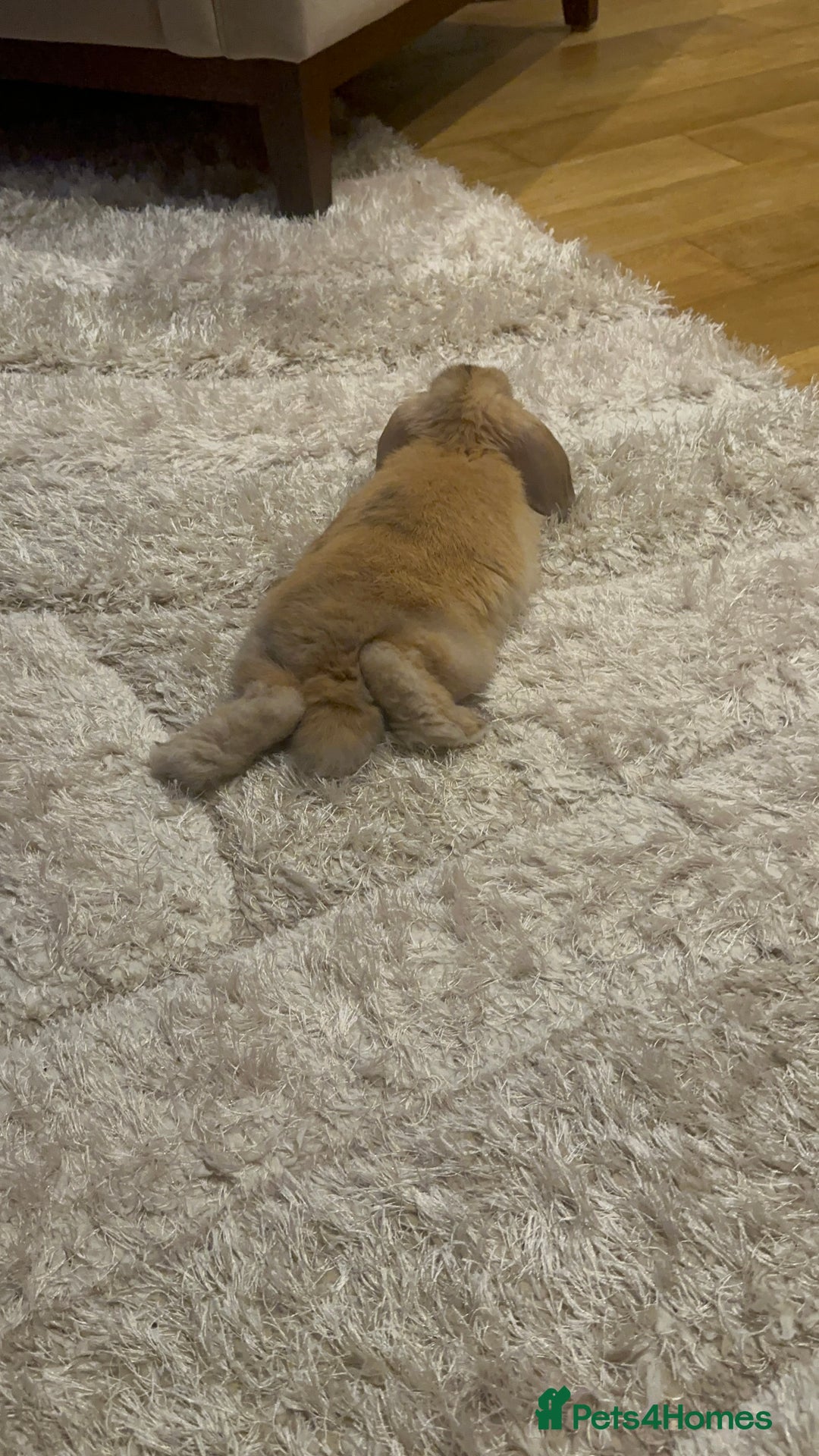Mini Lop rabbits for sale: Male Mini Lop For Sale - Advert 23
