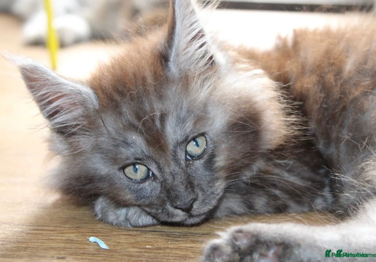 Maine Coon cats Health tested TICA Maine Coon Kittens  - Advert 15