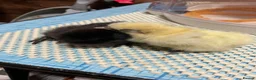 Mixed Breed poultry for sale: Polish/silkie chicks - Advert 1