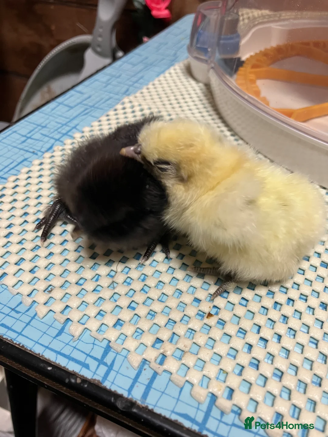 Mixed Breed poultry for sale: Polish/silkie chicks - Advert 1