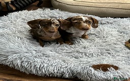 Miniature Dachshund dogs for sale: READY NOW - short haired miniature dachshunds  - Image 18