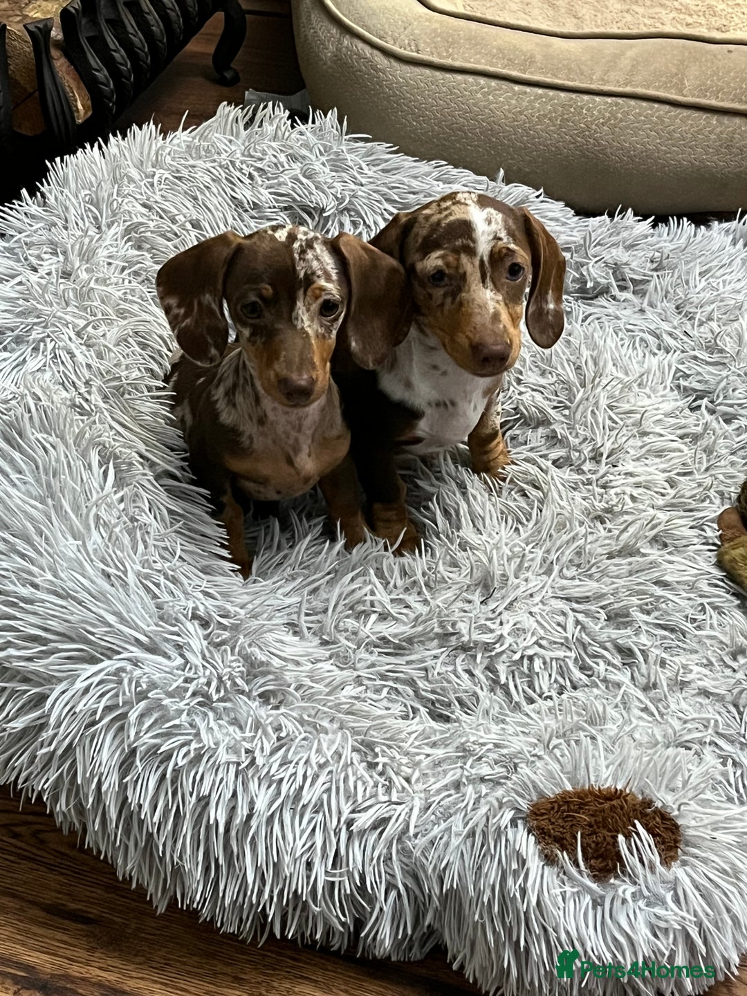 Miniature Dachshund dogs for sale: READY NOW - short haired miniature dachshunds  - Image 18