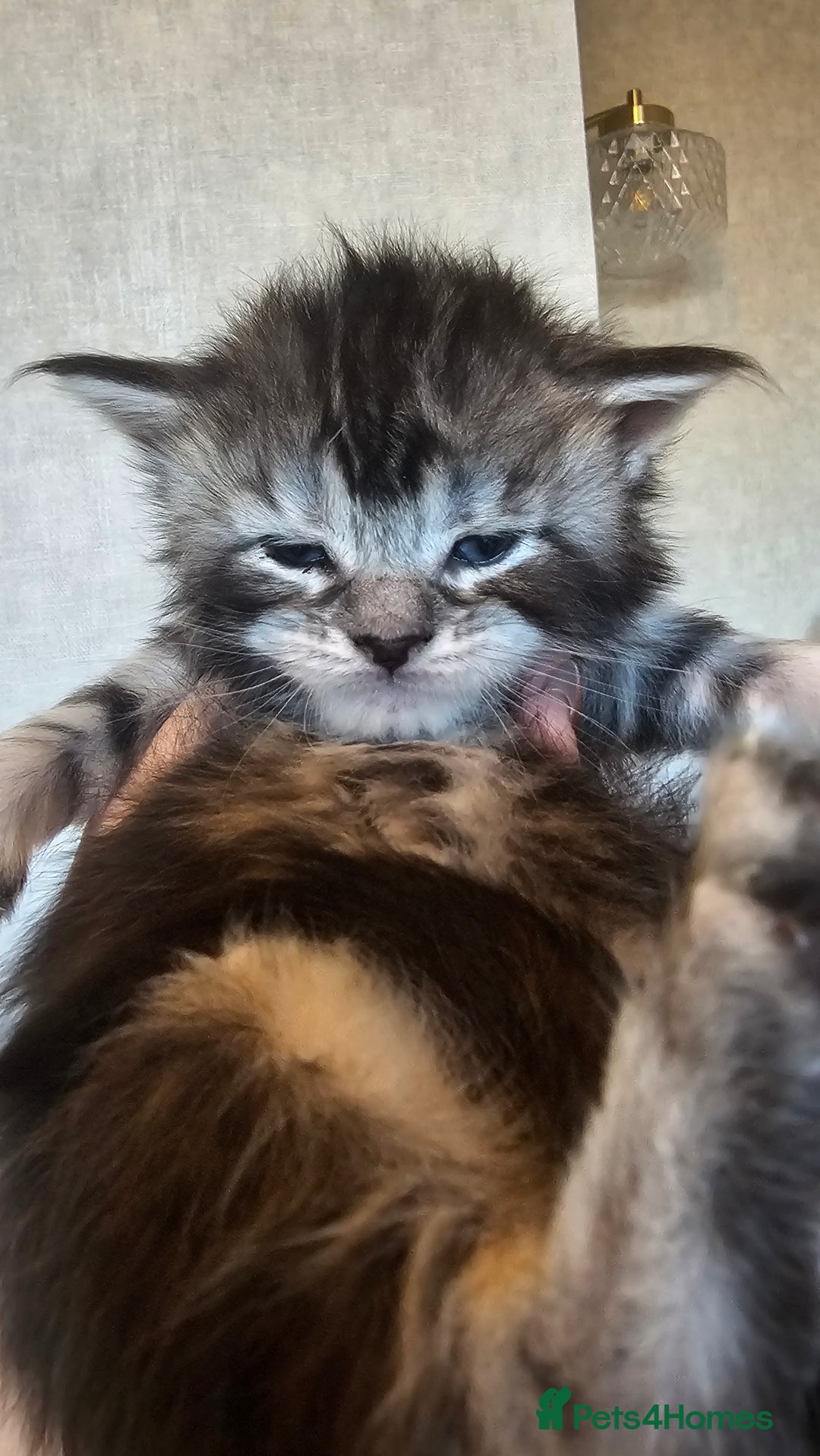 Maine Coon cats for sale: Registered maine coon babies - Advert 7