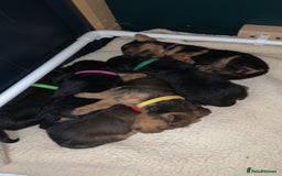 Lakeland Terrier dogs for sale: Lakeland Terrier pups - working style black & tan! - Image 17