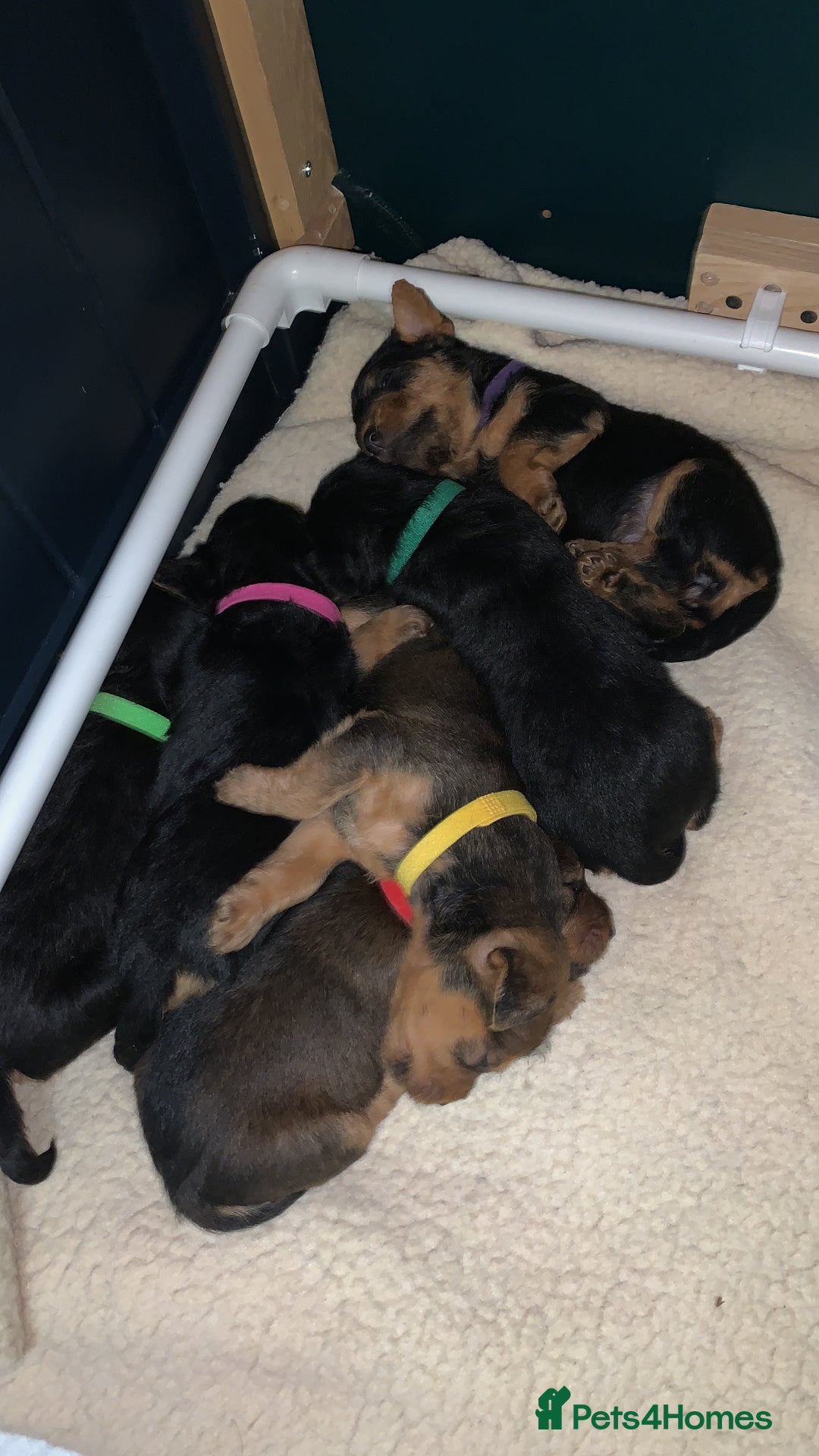 Lakeland Terrier dogs for sale: Lakeland Terrier pups - working style black & tan! - Image 17