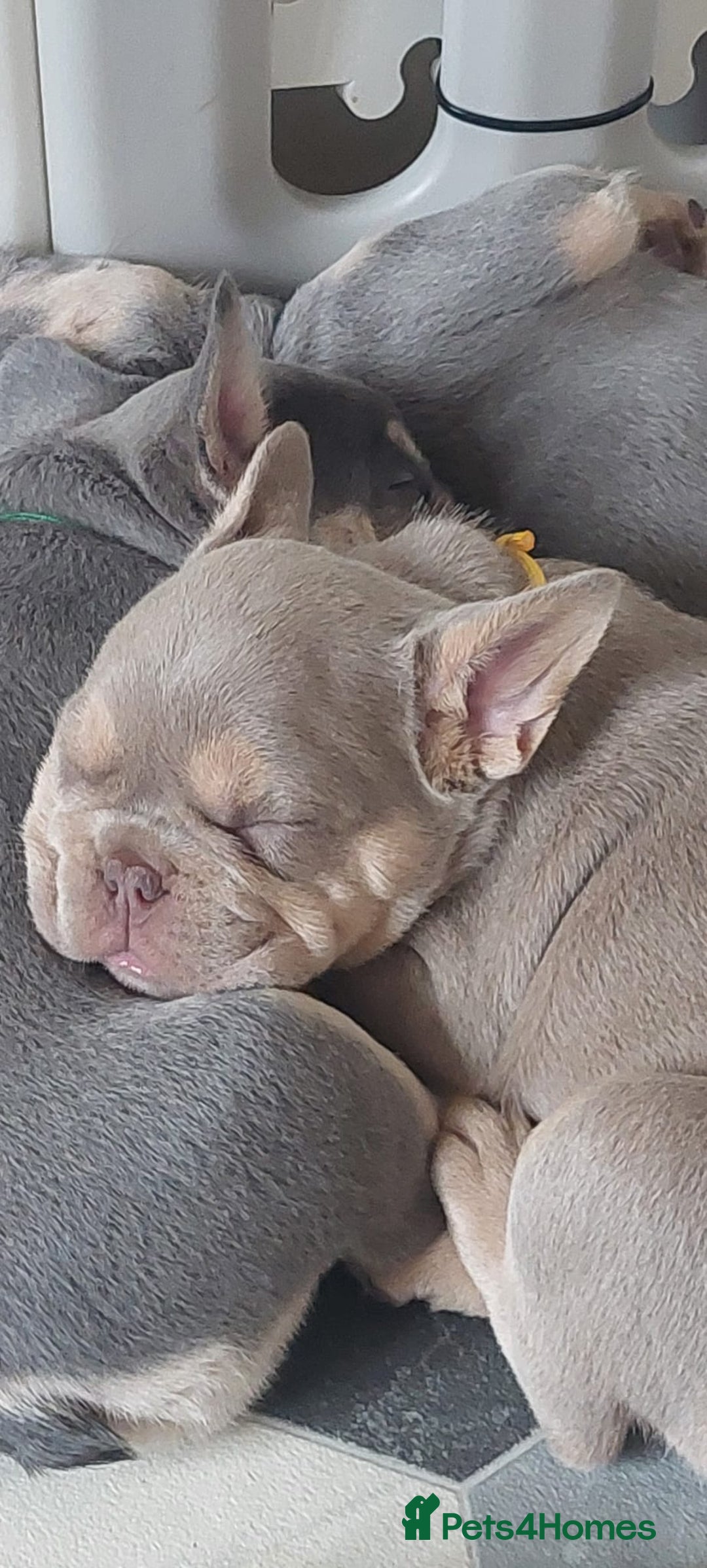 French Bulldog dogs for sale: KC Registered Beautiful French Bulldog Puppies - Advert 10