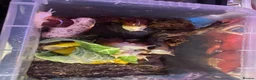 Snails invertebrates for sale: Giant African land snails  - Advert 6