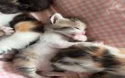 Domestic Shorthair cats for sale: Litter of 9 Beautiful Kittens - Image 17