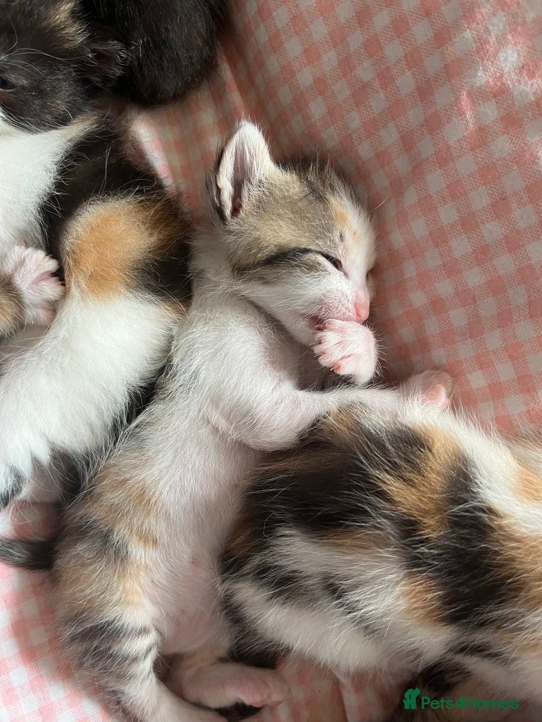 Domestic Shorthair cats for sale: Litter of 9 Beautiful Kittens - Image 17