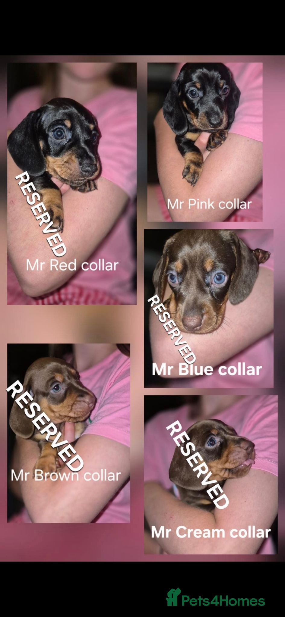 Miniature Dachshund dogs Litter of 5 beautiful boys - Advert 14