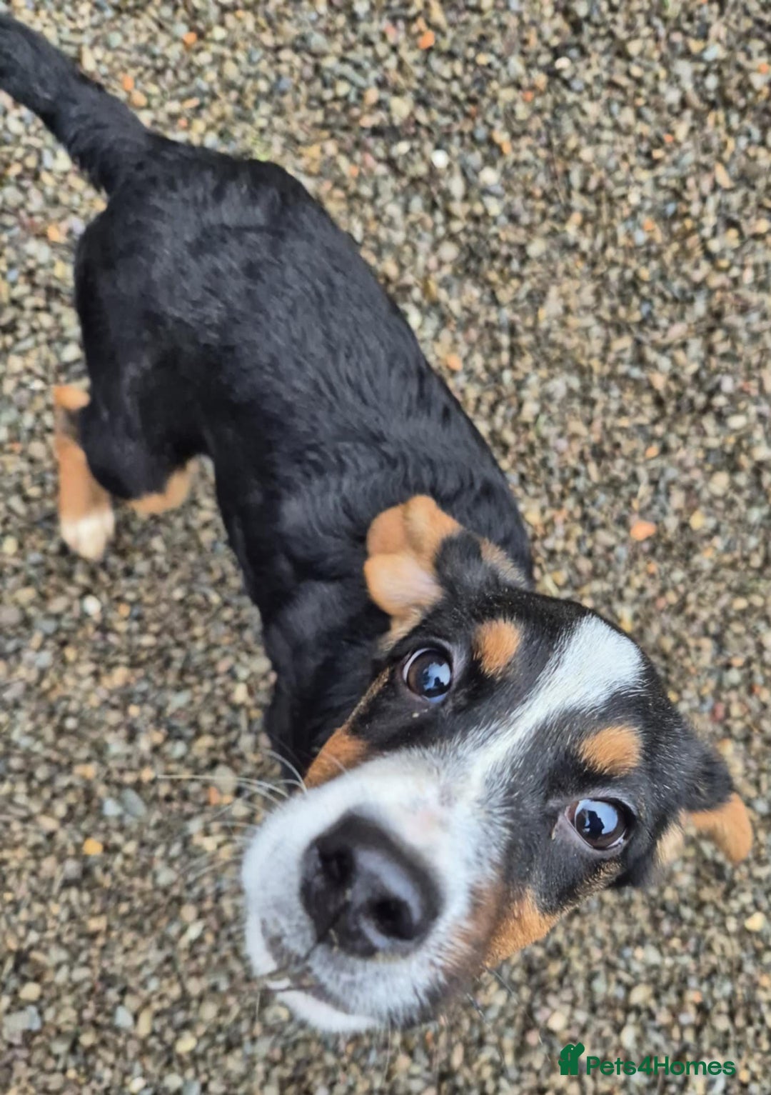 Mixed Breed dogs for adoption: Hope - In Ayr Looking for a home  - Advert 2