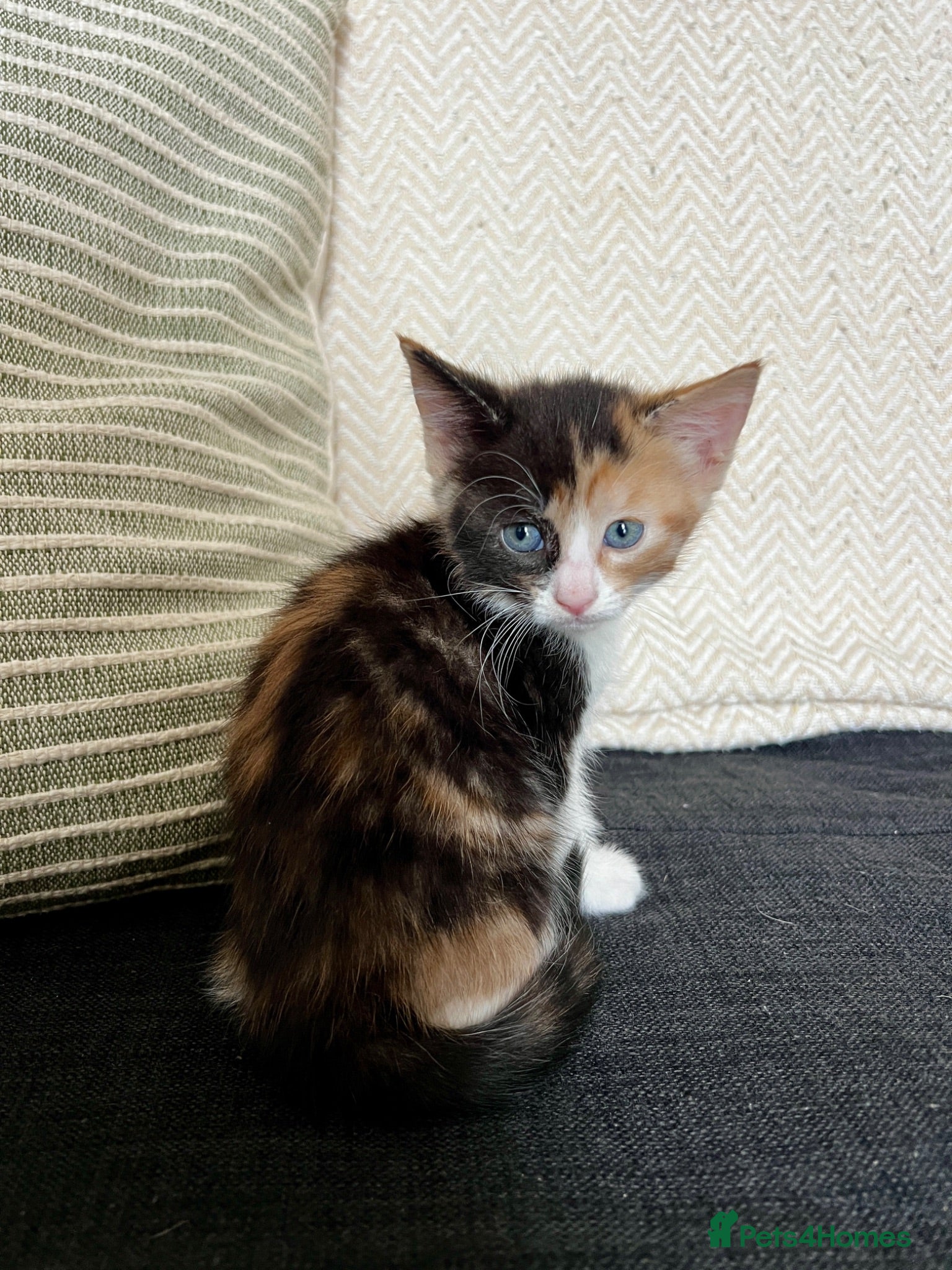 Mixed Breed cats     Unique split face tricolour girl 🖤🤍🧡 - Advert 10