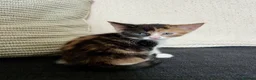 Mixed Breed cats for sale:     Unique split face tricolour girl 🖤🤍🧡 - Advert 1