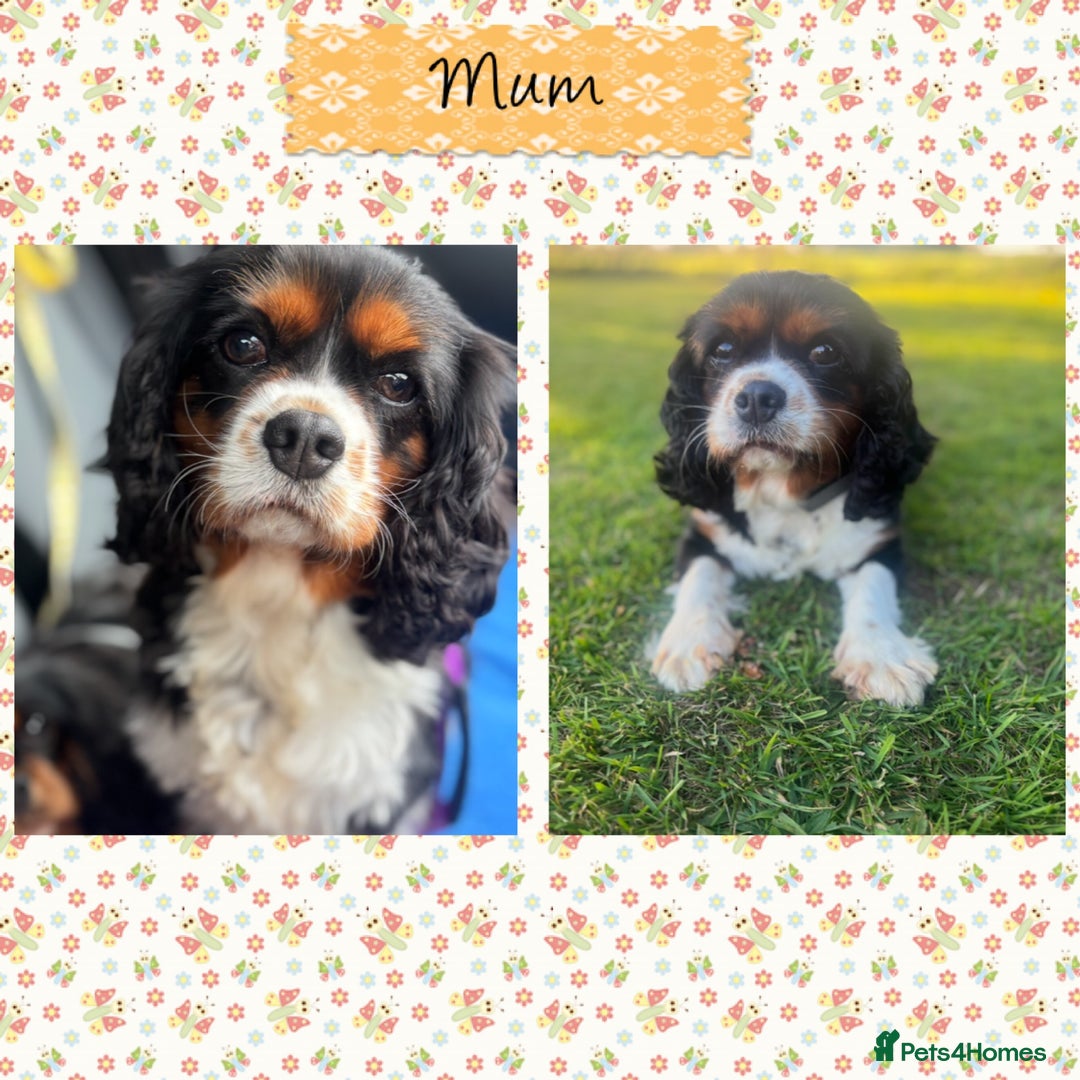 Cavalier King Charles Spaniel dogs for sale: 💛Beautiful Cavalier King Charles Spaniels💛 - Advert 2