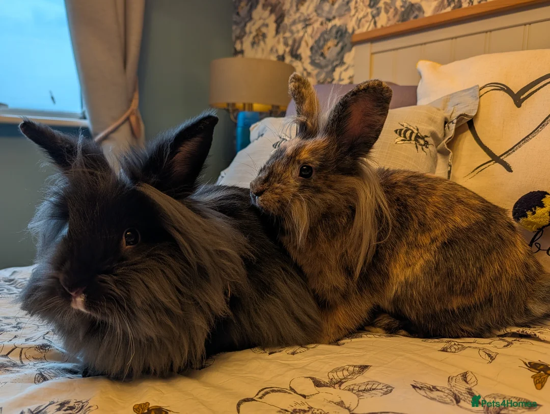 Mini Lion Lop rabbits for sale: Pair of bonded female mini lion lops in Pontefract - Advert 10