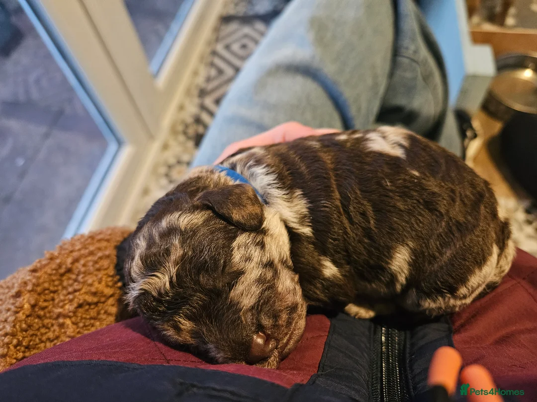 Labradoodle dogs for sale: 🌟🐶 Gorgeous miniature labradoodles F2 🐶🌟 - Advert 29