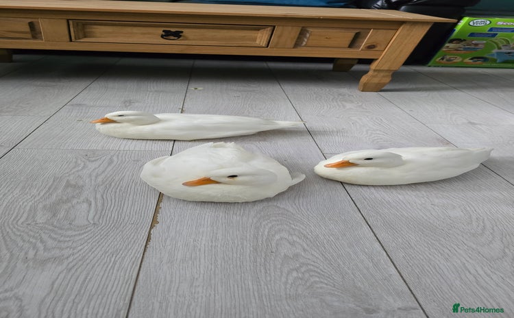 Ducks poultry - Advert 5
